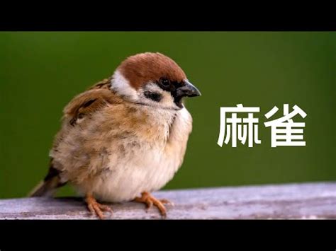 自來鳥麻雀